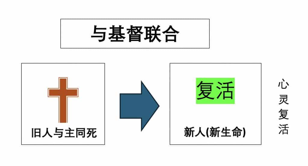 与基督联合。旧人与主同死同复活