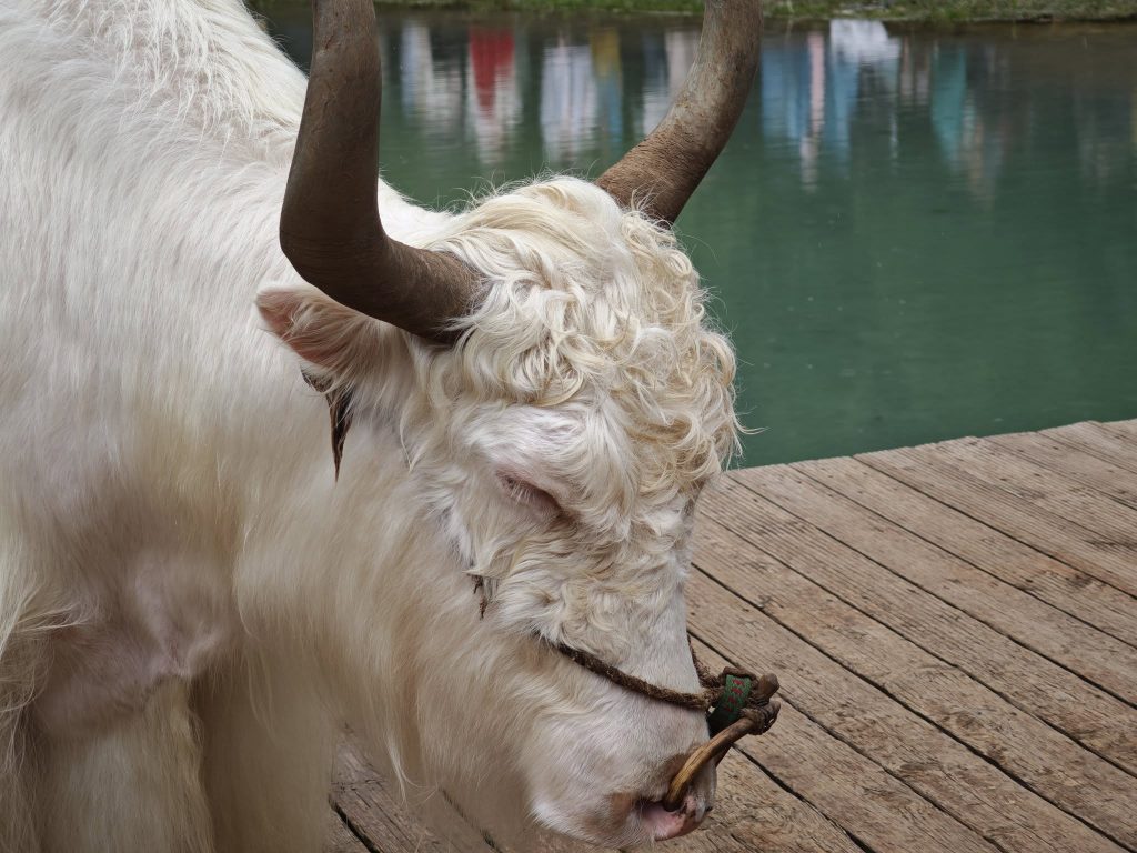 牛认识主人，以色列却不认识